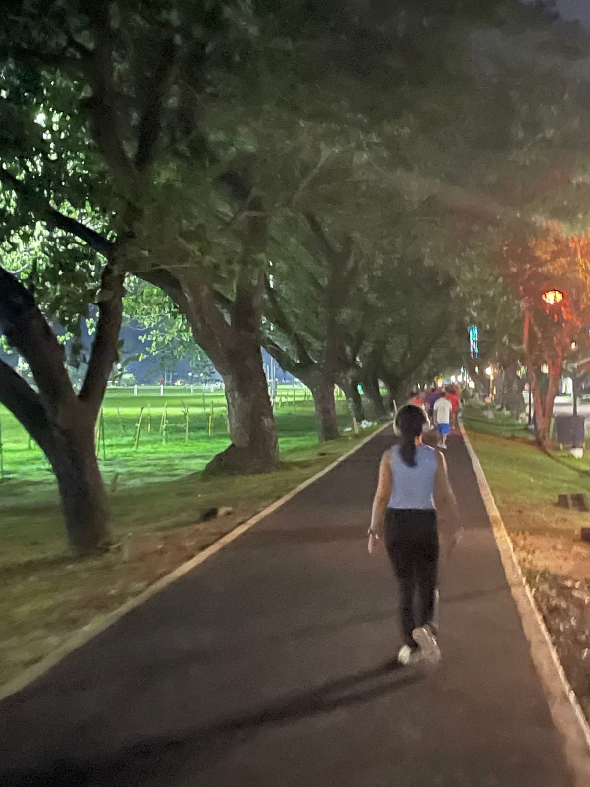 夜晚的林蔭道路,兩旁樹木整齊排列